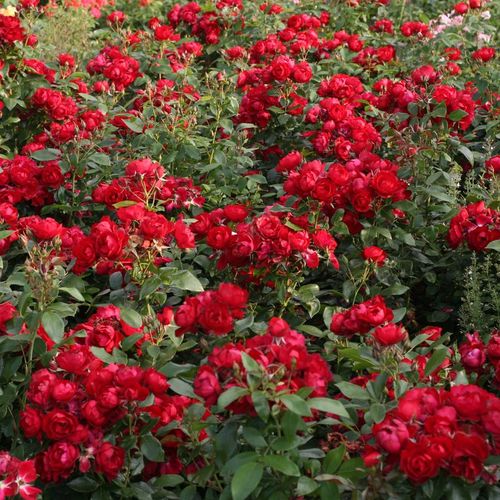 Shop, online rose floribunde - rosso - Rosa Milano® - rosa mediamente profumata - Tim Hermann Kordes - ,-